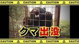 「【クマ情報】　小熊1頭を目撃　体長50㎝ほど　近くには中学校　山梨」の画像1