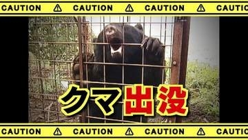 【クマ情報】　子グマ1頭を目撃　体長50㎝ほど　近くには中学校　山梨