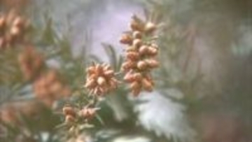 来年春のスギ・ヒノキ花粉　今年春の2.5倍に大幅増加の見込み　夏の猛暑など原因　山梨