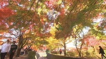 去年の来場者は50万人！富士山のふもとの紅葉祭り　今年から町営駐車場を有料化　渋滞緩和を目指す　山梨・富士河口湖町