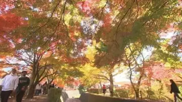 去年の来場者は50万人！富士山のふもとの紅葉祭り　今年から町営駐車場を有料化　渋滞緩和を目指す　山梨・富士河口湖町
