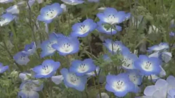 ネモフィラが見頃　3000平方メートルの花壇が淡い青に染まる　山梨・富士川クラフトパーク