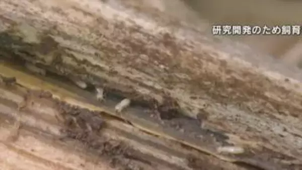 「今までなかった家にも新しく巣を作る可能性が」　春夏に活発化するシロアリ　家でできる確認ポイント　山梨