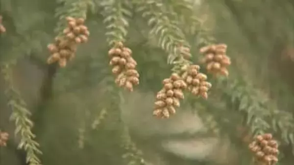 スギ花粉　２月14日が飛散開始日　花粉量は過去10年平均の約1.7倍予想　山梨県衛生環境研究所