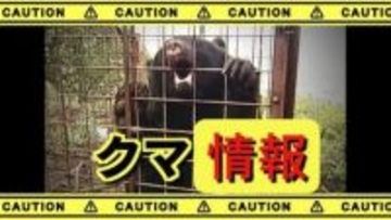 【クマ情報】クマと思われる動物　国道で目撃　体長１ｍぐらい　市が注意を呼び掛け　甲府市