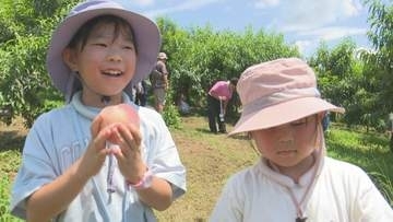 「訳ありの桃」1袋2個入り150円で販売　収穫体験も人気　「ももフェス」賑わう　山梨
