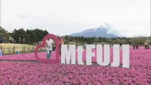 富士山と一面に広がるピンクのじゅうたん　50万株の芝桜が満開　富士芝桜まつり　山梨