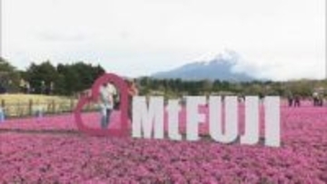 富士山と一面に広がるピンクのじゅうたん　50万株の芝桜が満開　富士芝桜まつり　山梨