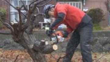 「ほったらかしの木がクマすら寄せる」　全国でクマの人身被害は過去最多　出没対策として空き地のクリの木を伐採　山梨