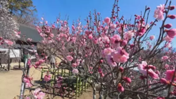 「92歳、また来年も来よう」　明治30年開園のウメの名所　早咲きのしだれ梅など見ごろに　山梨・不老園