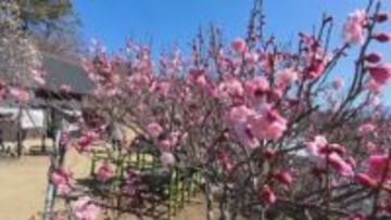 「92歳、また来年も来よう」　明治30年開園のウメの名所　早咲きのしだれ梅など見ごろに　山梨・不老園