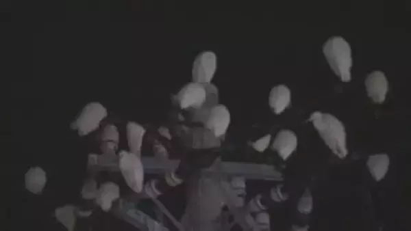 「夜だけ一番安全な場所を求めて移動」白い鳥が大量飛来　近隣店舗はフンに悩む　その正体はコサギ