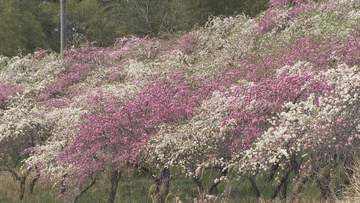 「もっと早く知りたかった」　公園を彩るサクラ　近くの畑ではハナモモも見ごろに　山梨・大月エコの里
