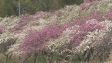 「もっと早く知りたかった」　公園を彩るサクラ　近くの畑ではハナモモも見ごろに　山梨・大月エコの里