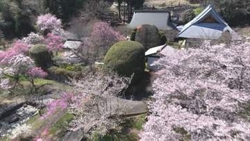 別名・花の寺　ソメイヨシノなど見ごろ迎える　境内にはスイセンやシバザクラも　山梨 北杜市・龍岸寺