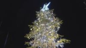 防災公園にイルミネーション　高さ4メートルの赤エゾマツや公園を囲むフェンスが鮮やかに輝く　山梨