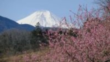 ハナモモや河津桜が彩る　富士山と共演も　山梨・上野原市 談合坂SA近く