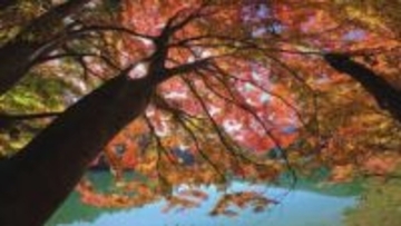 「毎年見るのが楽しみ」 湖を囲むイロハモミジなどの木々　赤や黄色に色づき見ごろ迎える　山梨・南伊奈ヶ湖