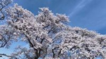 明治・大正・昭和に建てられたレトロな雰囲気の校舎の周りに咲き誇るソメイヨシノ　北杜市・三代校舎ふれあいの里