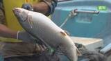 「「この水深でさし網をかけることで駆除につながる可能性」外来魚レイクトラウトの生態明らかに　ヒメマス減少の本栖湖　駆除に活用へ　山梨」の画像1