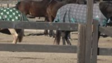 馬に嚙まれ4歳女児が指先切断　乗馬施設代表を書類送検　えさやりの最中にスタッフの監視が不十分か　業務上過失傷害の疑い　山梨