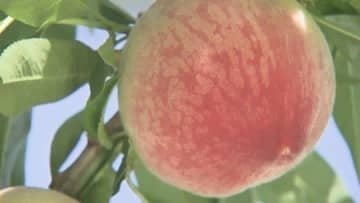 山梨県が桃ソムリエ制度を創設　県産の桃の魅力と制度の認知度を広げる考え