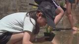 「「おにぎりを作って食べたい」　小学生が田植え体験　コシヒカリの苗 約1000本を植える　山梨市」の画像1
