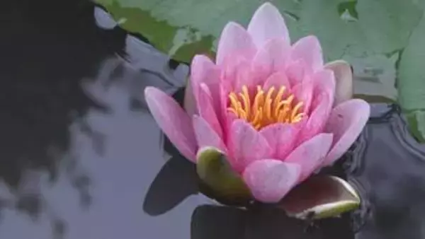 「花を眺めて心安らかに楽しんで」　寺でスイレンが見ごろ　檀家から譲り受けた1株が広がり30輪が花開く