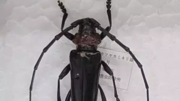 「産地が大変な危機」　特定外来生物「クビアカツヤカミキリ」相次いで発見　JAが県に生息調査や防除など支援を要請　山梨