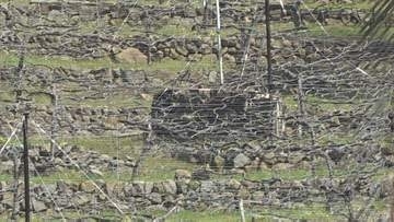 ブドウ畑で運転中に下の段に落下か　農作業の男性が死亡　消毒散布機の下敷きに　山梨・甲府市