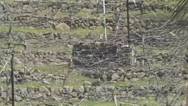 ブドウ畑で運転中に下の段に落下か　農作業の男性が死亡　消毒散布機の下敷きに　山梨・甲府市