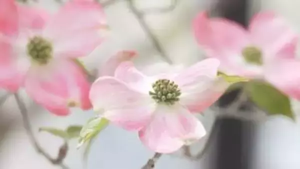 「ピンクと白が春らしくてきれい」商店街でハナミズキが見ごろ　今月末までライトアップも　山梨・甲府市 朝日通り商店街