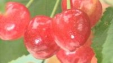 「初夏を感じる甘酸っぱさ」　ハウスのサクランボ『高砂』初収穫　天候に恵まれ糖度や色づき良好　山梨・南アルプス市