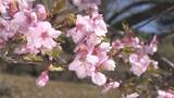 「塩山ふれあいの森総合公園で早咲きの「河津桜」が見頃迎える　　山梨・甲州市」の画像1