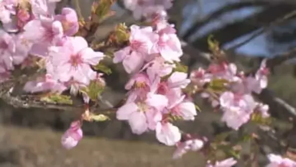 塩山ふれあいの森総合公園で早咲きの「河津桜」が見頃迎える　　山梨・甲州市