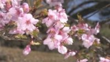 塩山ふれあいの森総合公園で早咲きの「河津桜」が見頃迎える　　山梨・甲州市