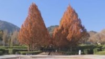 「子どもたちにも秋を感じて欲しい」　100m続くメタセコイア並木が色づく　黄色→オレンジ色に　山梨・富士川クラフトパーク