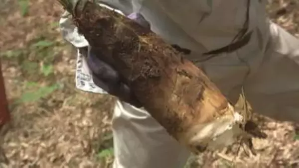 「倍ですね。十分すぎるくらい採れる」今年はタケノコ豊作　安いと1キロ500円以下になることも　山梨・道の駅とみざわ