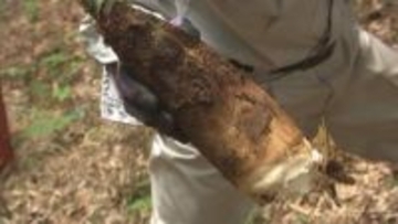 「倍ですね。十分すぎるくらい採れる」今年はタケノコ豊作　安いと1キロ500円以下になることも　山梨・道の駅とみざわ