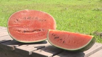 「臨時休業いただいたって事も」　5月にひょうが降り、大打撃も品質は上々　スイカ農園　今年は一時、過去に例がないほどの品薄でピンチに　山梨