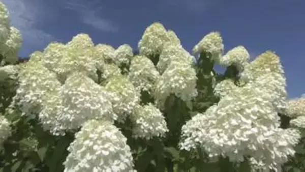 富士山型のアジサイが見ごろ　耕作放棄地で大輪の花　およそ600株が咲き誇る　山梨・北杜市