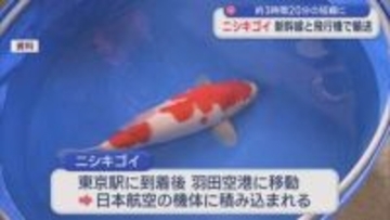 新幹線と飛行機で「ニシキゴイ」輸送、約3時間20分の短縮に【新潟】