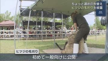「こんなに細くなるんだ」子どもたちは興味津々 ヒツジの毛刈り披露【新潟】