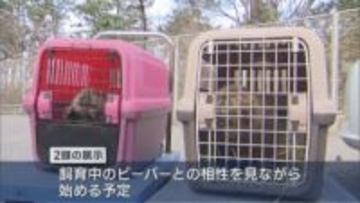 マリンピア日本海に小さくて可愛い「アメリカビーバー」2頭が仲間入り【新潟】