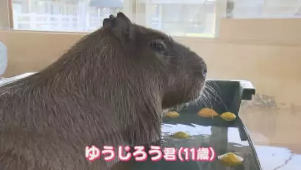 ゆず湯でまったり…人気のカピバラ「ゆうじろう」死ぬ  新潟市動物ふれあいセンターで飼育【新潟】