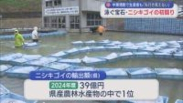 泳ぐ宝石「ニシキゴイ」の初競り 生産者は中東情勢の影響不安視【新潟】