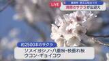 「【中継｜悠久山公園】開花状況は？ソメイヨシノに八重桜など 約2500本のサクラが出迎え【新潟･長岡市】」の画像1
