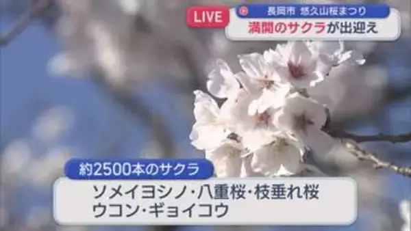 【中継｜悠久山公園】開花状況は？ソメイヨシノに八重桜など 約2500本のサクラが出迎え【新潟･長岡市】