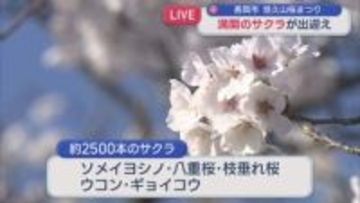 【中継｜悠久山公園】開花状況は？ソメイヨシノに八重の桜など 約2500本のサクラが出迎え【新潟】