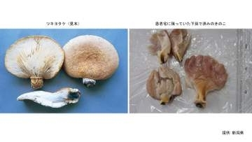 今シーズン初 毒きのこ「ツキヨタケ」による食中毒発生：県が注意報発令【新潟】
